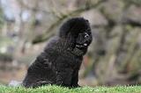 CHOW CHOW 762
